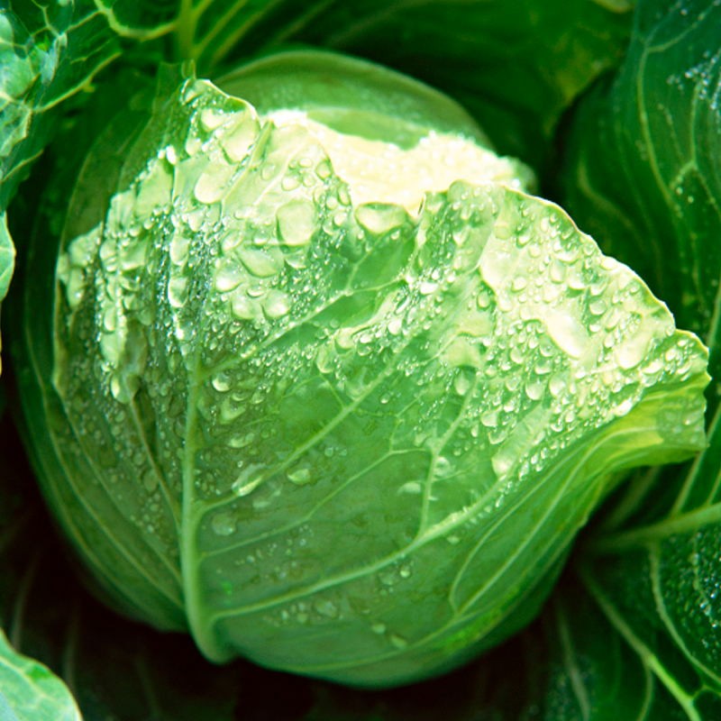 CABBAGE