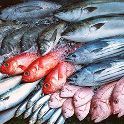 FRESH CHILLED FISH