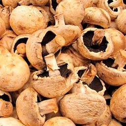 MUSHROOMS