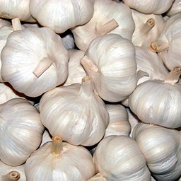 GARLIC