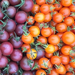 TOMATO NOT RED
